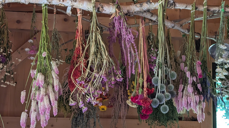 Flowers hang upside down to dry.