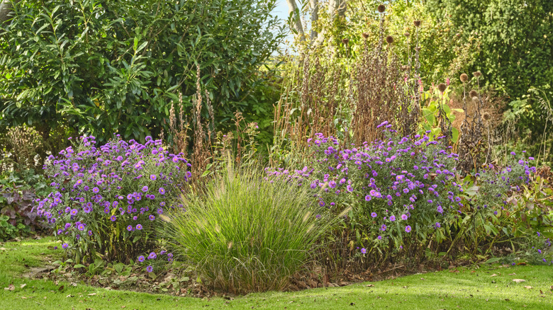 Grasses and other plants begin to dry in an autumn garden.