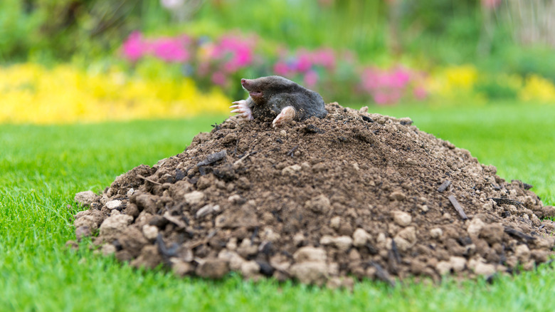 A garden mole pokes its head and arms out from the top of a mound of loose dirt in a garden.