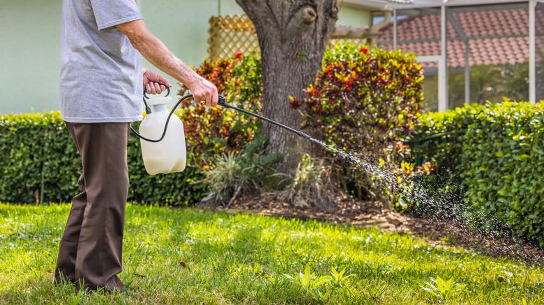 A man is using a lawn sprayer to apply liquid to the grass.