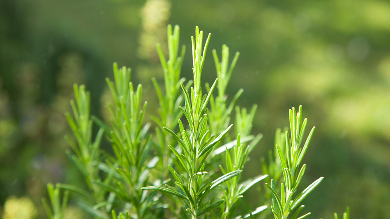 Close up of fresh rosemary.