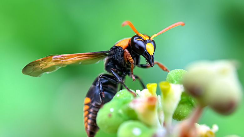 Close up of a hornet.
