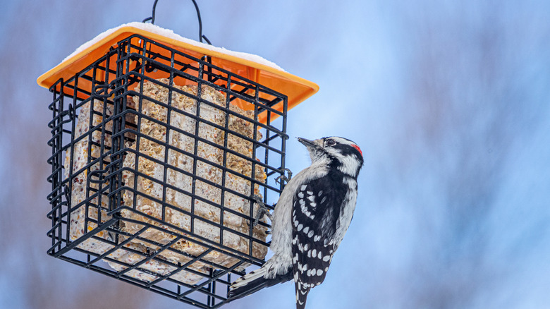 A bird feeds from a suet bird feeder in winter.