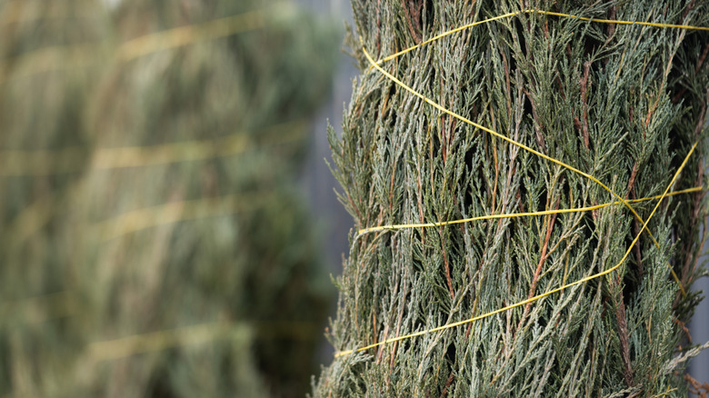 Evergreen branches are tied with twine to help protect it in winter.