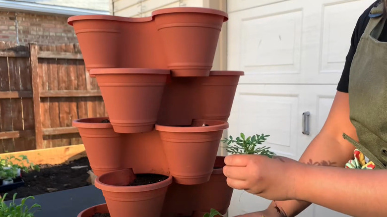 A woman plants herbs in a stackable container garden.
