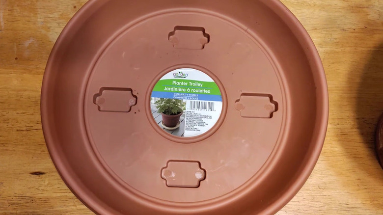 Close in view of a rolling plant tray from Dollar Tree.