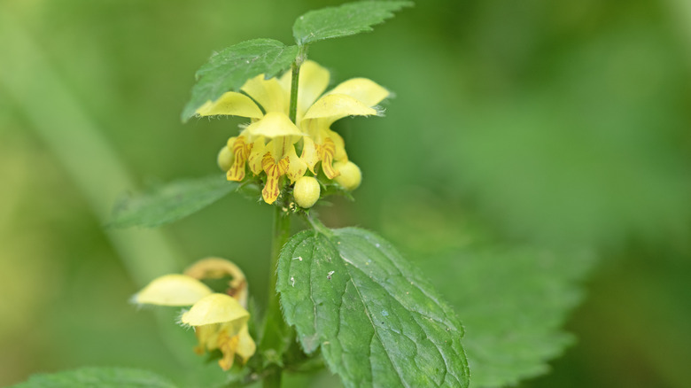 Yellow archangel weed flowers in a field.