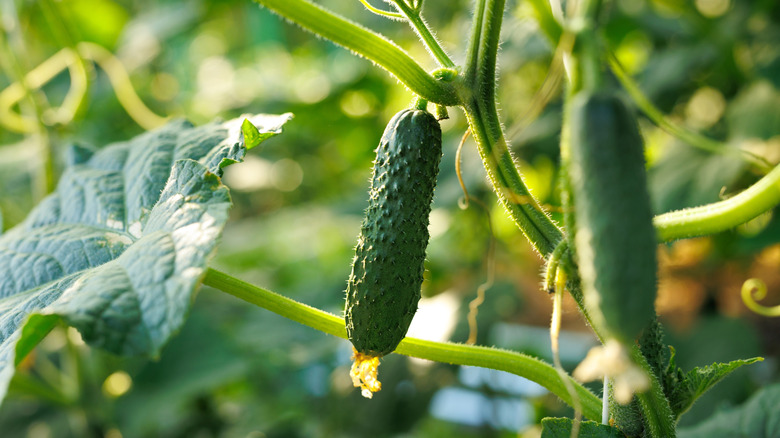 Cucumbers thrive on a vine.