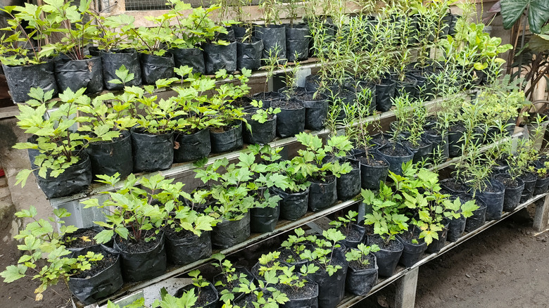 A variety of small seedlings grow in pots.