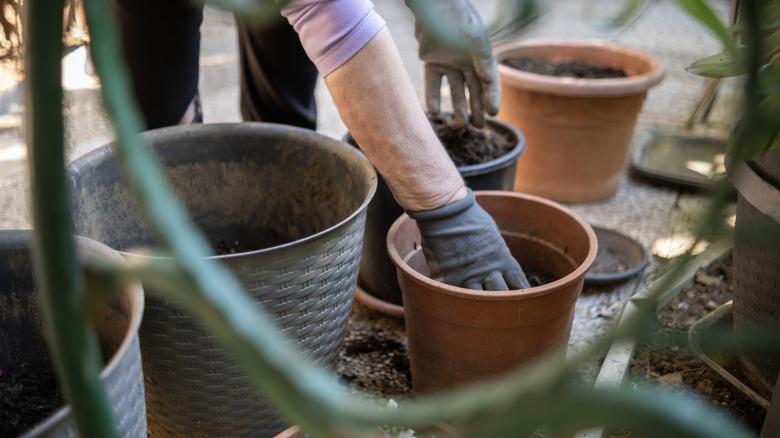 A gardener starts filling planters for a container garden.