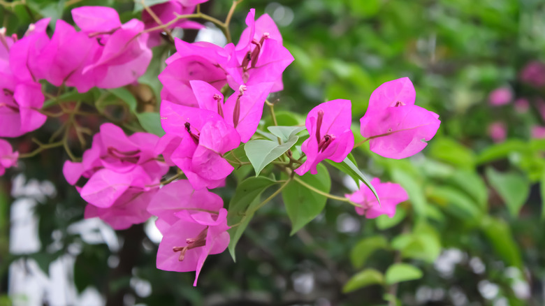 Close up view of pink bougainvillea blooms.
