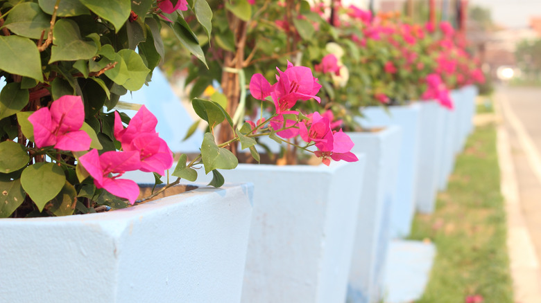 Bougainvilleas grow in a row of planters.