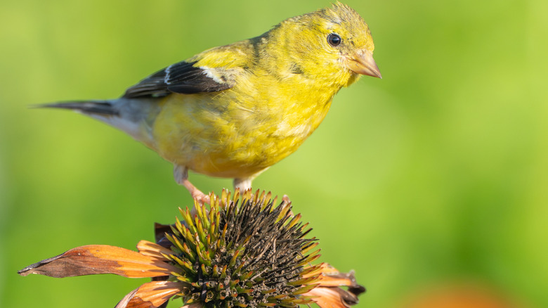 Close in view of goldfinch sitting atop a dried coneflower.