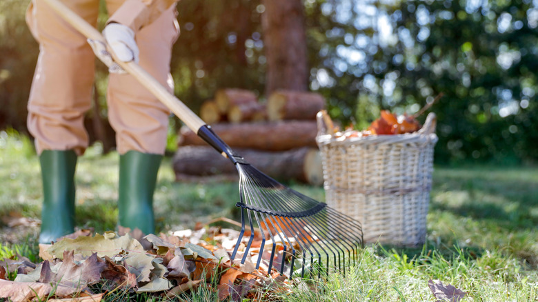 Woman in gardening boots rakes leaves.
