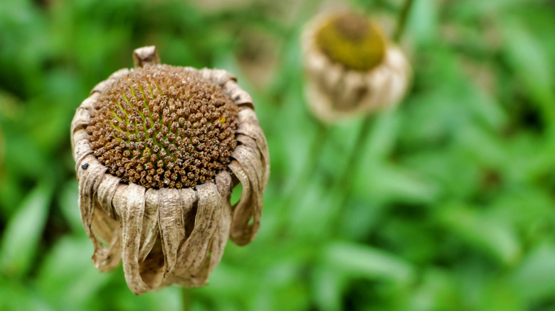 Close in view of dried leucanthemum flower.