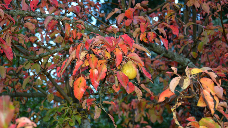 Yellow pears hang among red leaves on a pear tree.
