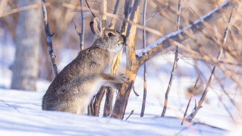 A rabbit stripping bark off of a small tree in a snowy landscape.