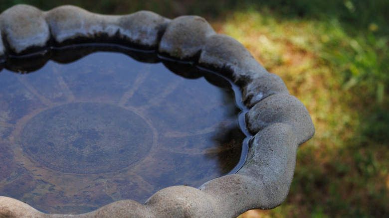 A dirty birdbath sits unused in a yard.