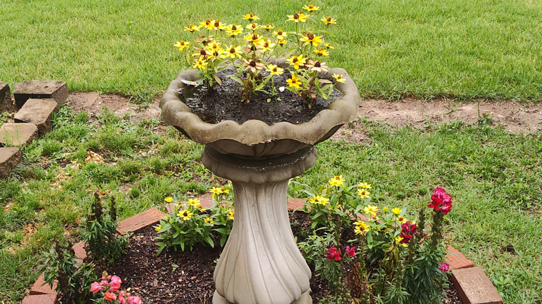 Flowers grow in an old birdbath turned into a planter.