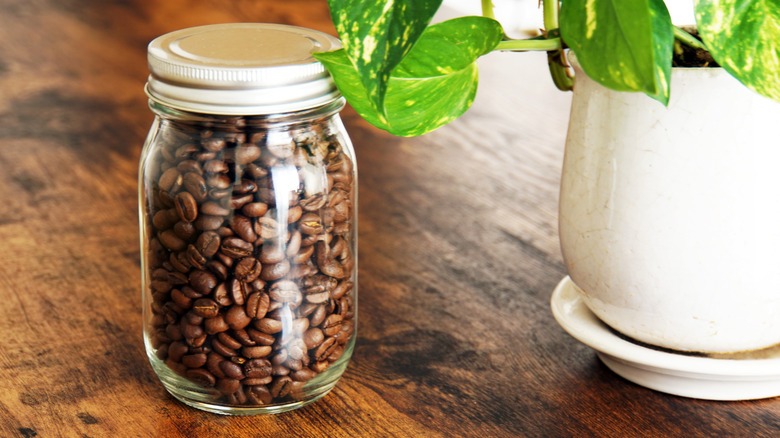 Coffee beans in a jar sit next to a pothos plant.