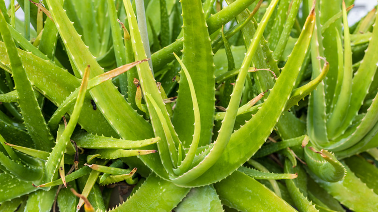 Aloe vera plants thrive in a garden.
