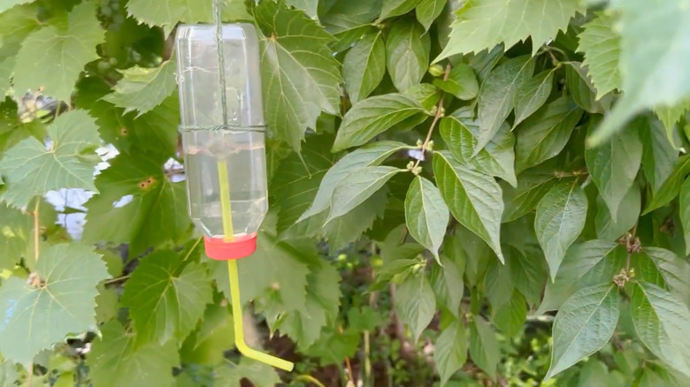 A DIY hummingbird feeder made from a plastic straw and water bottle hangs from a tree.