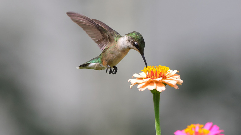 A hummingbird visits a zinnia flower.