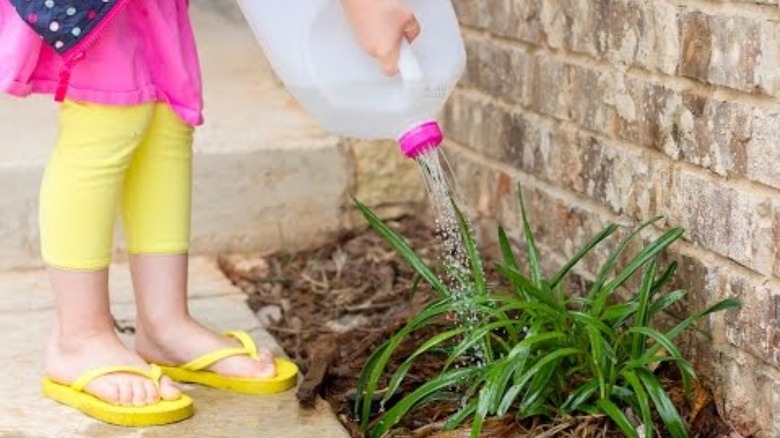 A person demonstrating a watering can from a milk jug as they water plants