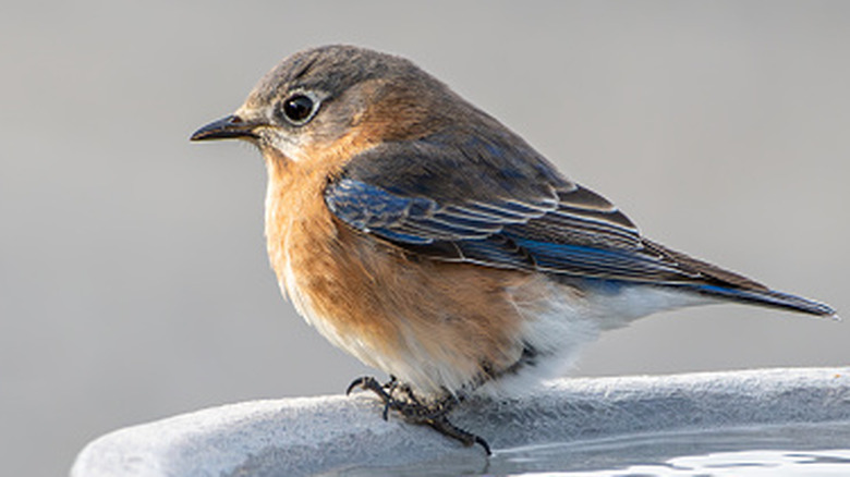 A bluebird perches on the edge of a bird bath.