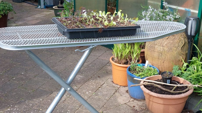 A silver ironing board is set up in the garden, with a tray of seedlings on it.