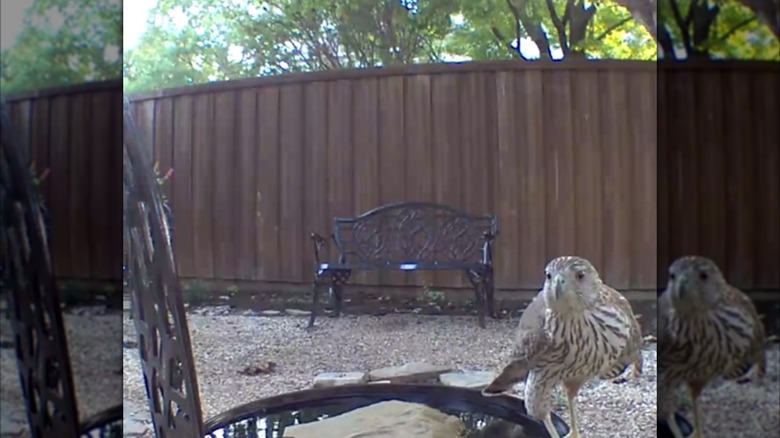 A young hawk rests on the side of a bird bath made from a chair and a pan.
