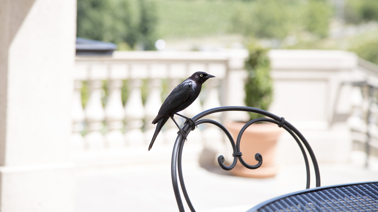 A bird perches on the back of a metal  chair.