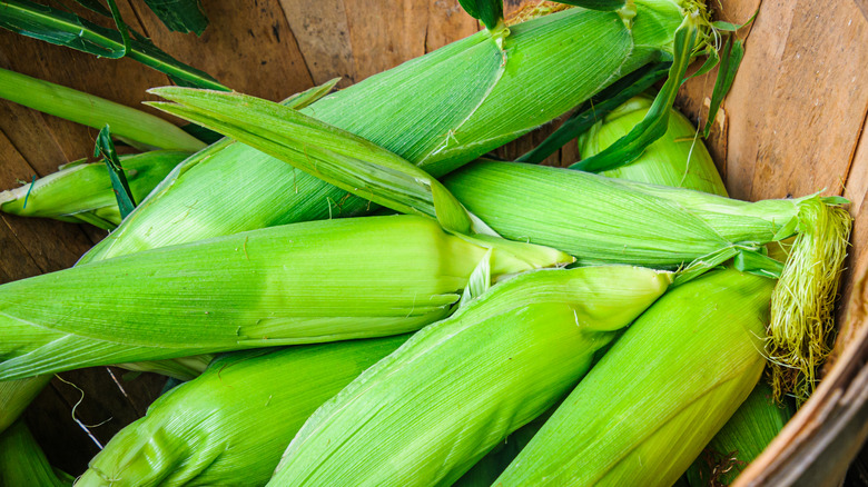 A wooden bin filled with corn yet to be husked.