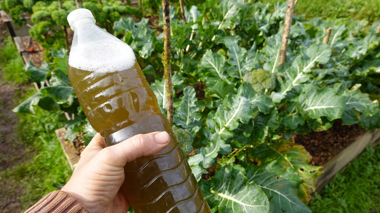 A hand holding a plastic bottle filled with homemade liquid fertilizer, with leafy green vegetable plants growing in the background of a garden bed.