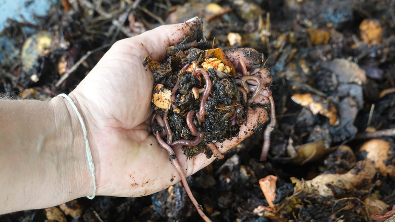 A close-up of a hand holding a clump of compost filled with red wiggler worms