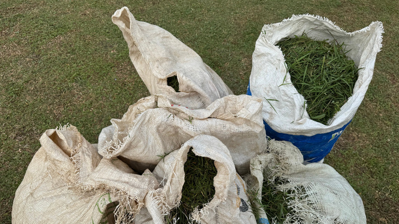 Sacks filled with grass clippings