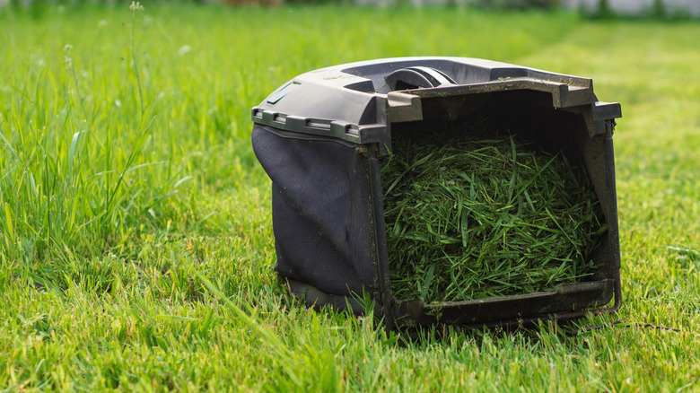 Lawn mower bag filled with fresh grass clippings