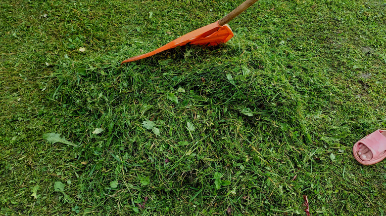 A rake resting on a small pile of freshly cut grass clippings on a green lawn