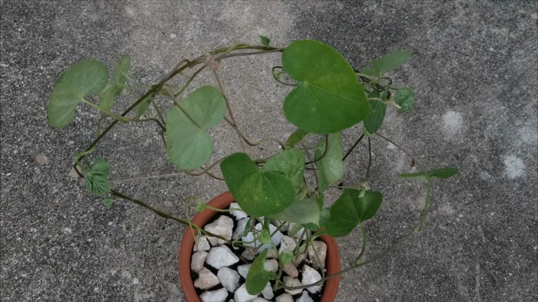 A vining plant climbs up a small trellis made from a wire hanger.