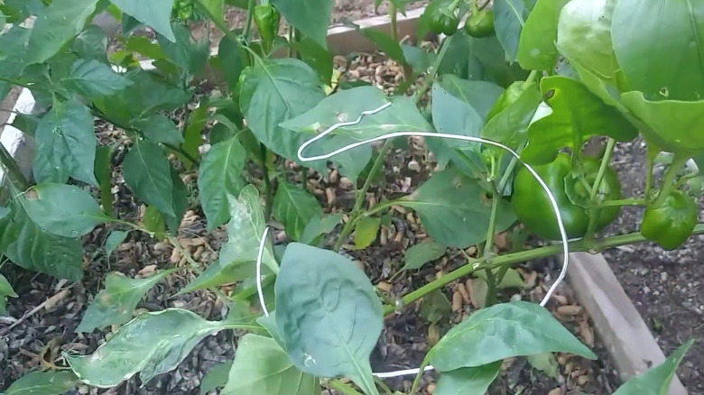 A wire hanger has been bent to support a tomato plant.