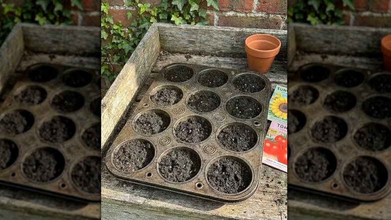 Soil in the cups of a muffin tin.