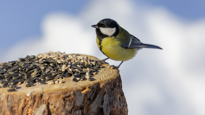 A small yellow and black bird perches on a stump with sunflower seeds.