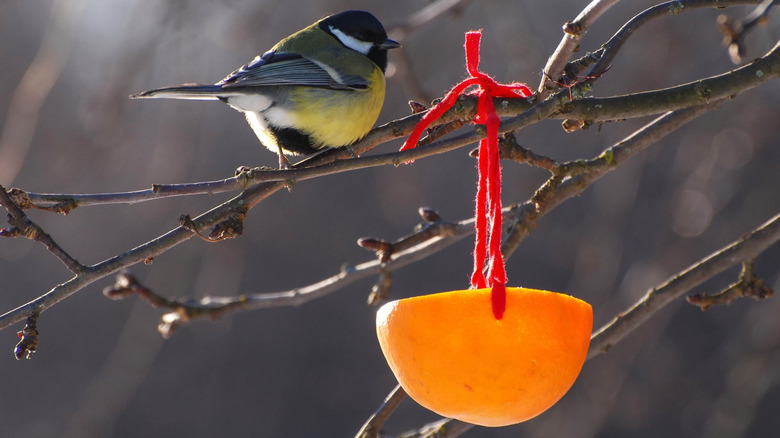 Close up of a bird sitting near a bird feeder made of an orange peel.