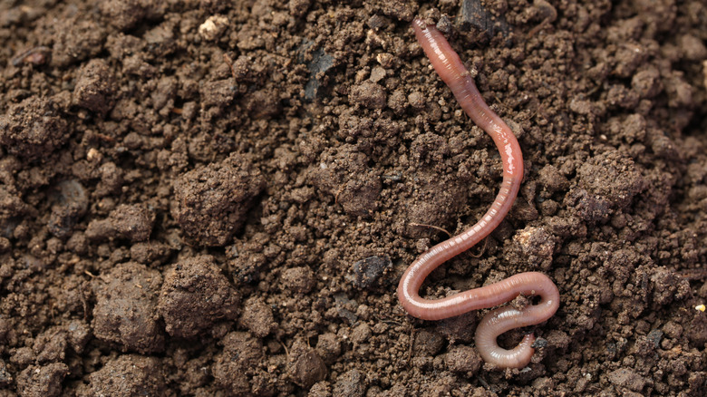 Worm wiggles on the ground.