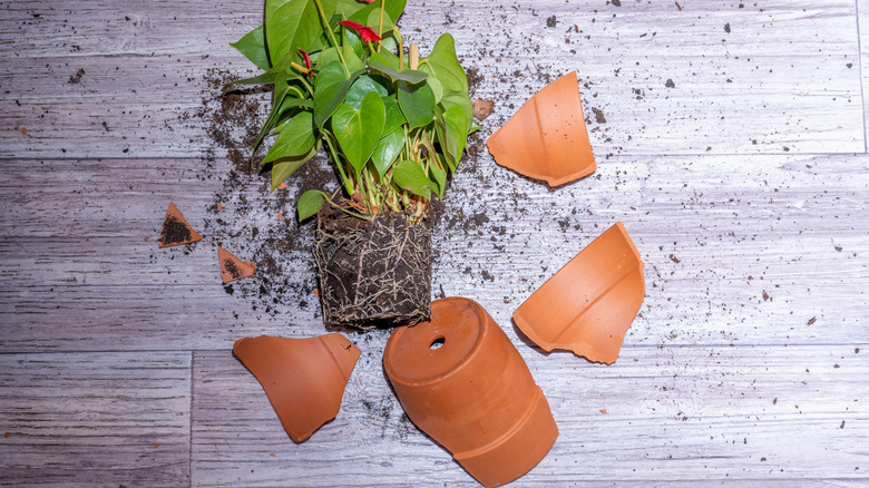 Terra cotta planter and plant broken on gray laminate flooring
