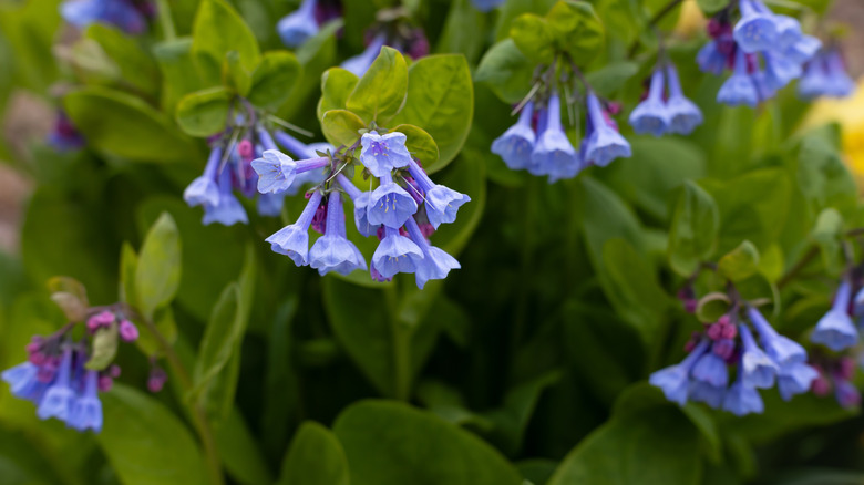 Clusters of Virginia bluebell flowers grow together.