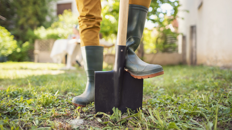 A gardener in rainboots props one foot on a shovel partially buried in yard.