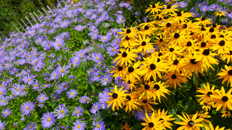 A mound of bright yellow flowers with narrow petals with black centers are planted among flowers with narrow purple petals with yellow centers.