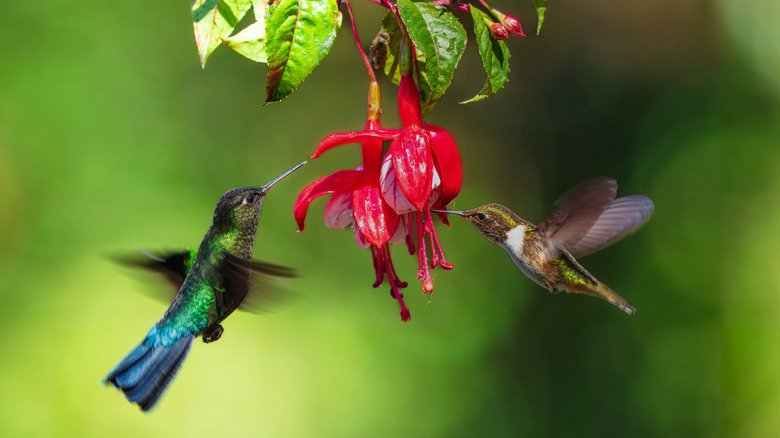 Two hummingbirds draw nectar from a hanging red flower.