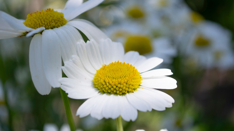 Close up view of a chamomile flower.